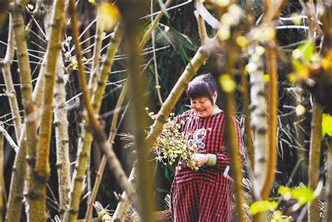 重庆北碚：一朵蜡梅花 创收6亿元