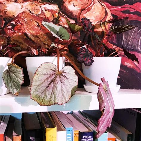 Buy 12 Set 4 Inch White Plant Pots,Plastic Nursery Pots with Trays and ...