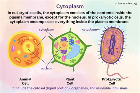 Image result for Structure and Function of Cytoplasm