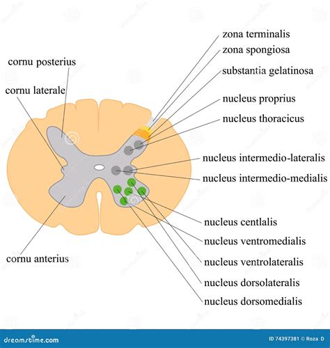 Gray Matter of the Spinal Cord and Its Nucleus Stock Vector ...