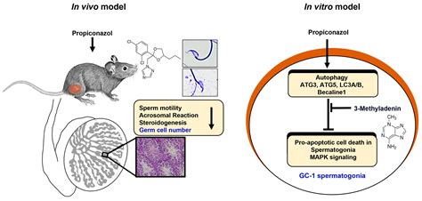 Propiconazole-Induced Testis Damage and MAPK-Mediated Apoptosis and ...