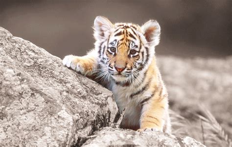 如果人类将小老虎从小养到大，长大以后老虎会突然攻击人吗？