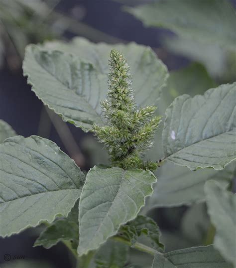 Amaranthus retroflexus - Изображение особи - Плантариум