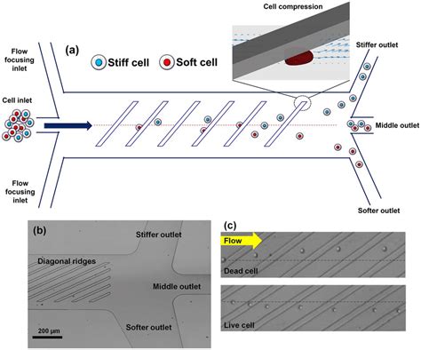 Image result for Microfluidic Cell Sorting