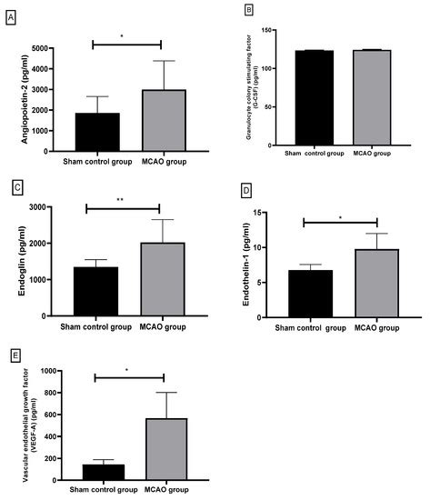 Secondary Cerebellar Cortex Injury in Albino Male Rats after MCAO: A ...