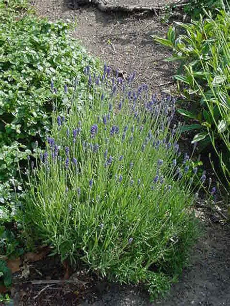 Lavandula angustifolia 'Munstead' (English Lavender Selection)