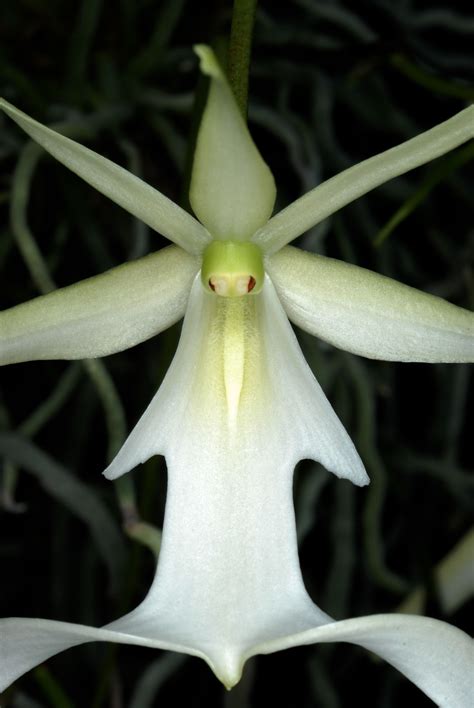 What is a ghost orchid learn some facts about ghost orchid – Artofit