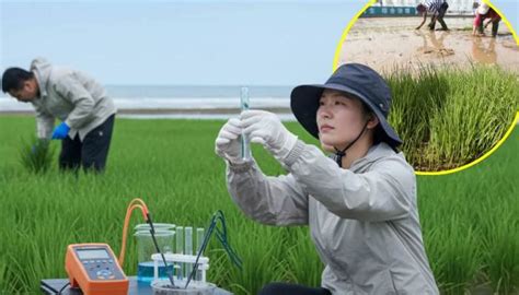 சீனாவின் “Seawater Rice” – உப்பு நிலத்திலும் அரிசி விளைச்சல் ...