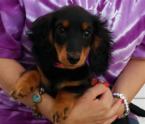 Long Haired Dachshund Black And Tan Puppy