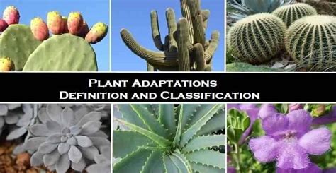 Image result for Adaptation Examples