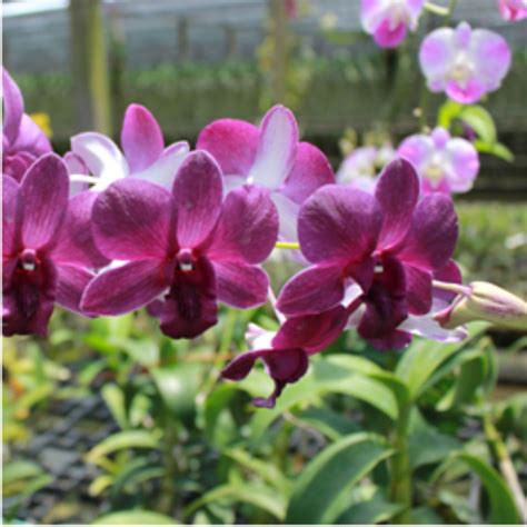 Dendrobium Airy Blue Orchid - Captivating Beauty for Your Home