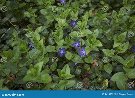 Vinca major in bloom stock image. Image of apocynaceae - 141023223
