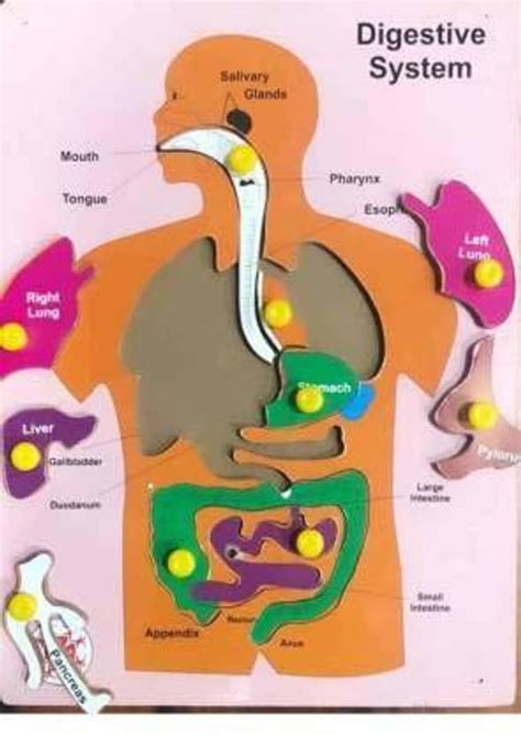 DawnRays Wooden Digestive System Human Body Internal Organ System Human ...