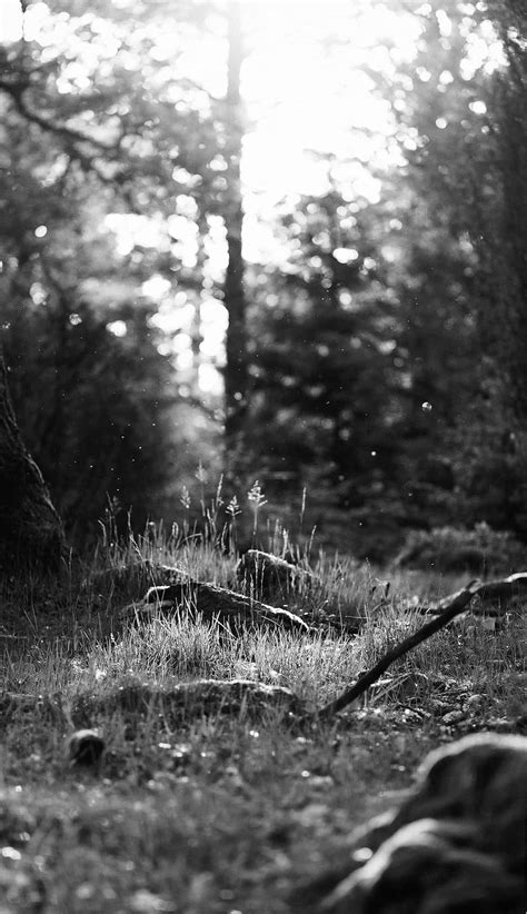 Nature Black and White 的图像结果