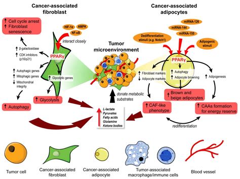 PPARs and Tumor Microenvironment: The Emerging Roles of the Metabolic ...