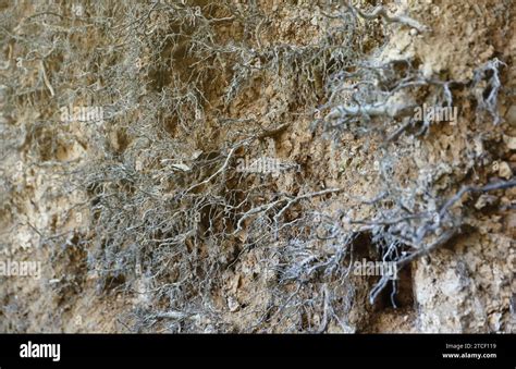 Earth Dirt 的图像结果