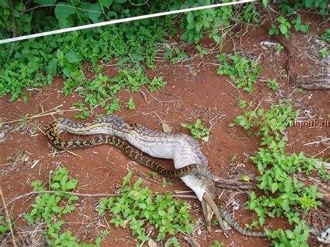 Image result for Python Swallowing Kangaroo