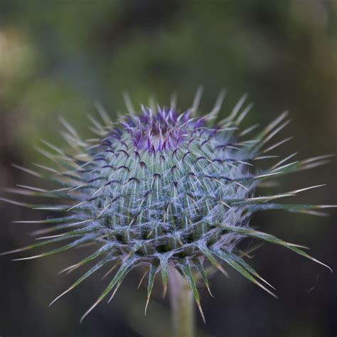 80+ Free Spiky Flowers & Spiky Images - Pixabay