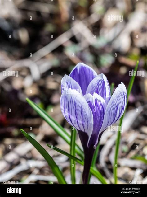 A crocus flower, crocus sativus, growing on the forest floor in eary ...