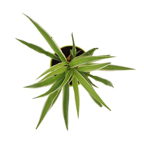 Spider Plant with Attractive Self Watering Pot (Assorted color pot ...