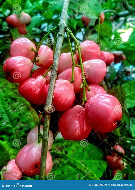 Manzana De Agua Lista Para Ser Recolectada Imagen de archivo - Imagen ...