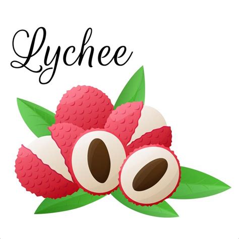 Illustration vectorielle litchi sur fond blanc Produit alimentaire ...