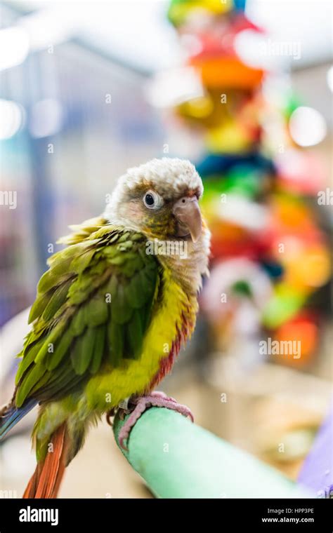 Image result for Fancy Conure