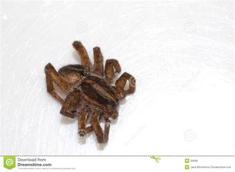 Kuvatulokset haulle how to know when spider is dead