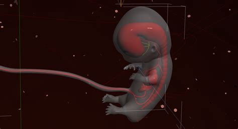 Image result for Human Reproduction Animation