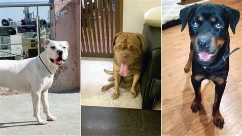 A government order has seen rise in abandoning of Pitbull and related ...