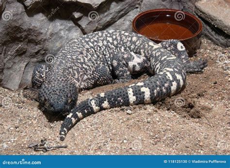 Mexican Beaded Lizard Heloderma Horridum On White Background. Stock ...