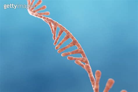RNA Chain 的图像结果