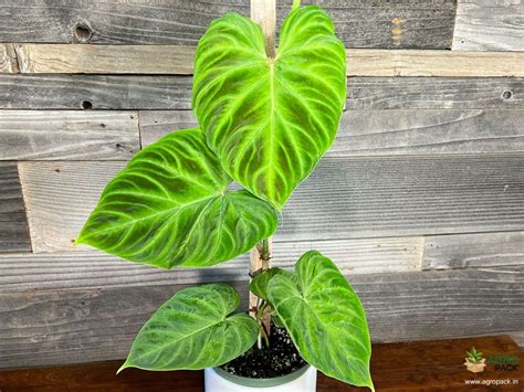 All About Philodendron Plants