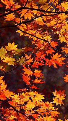 Fall Japan Iphone Wallpaper by 640x1136 Japan Autumn Iphone 5 Wallpaper Fall Japan Iphone Wallpaper