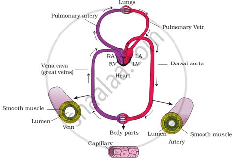 Image result for Explain Double Circulation in Simple From