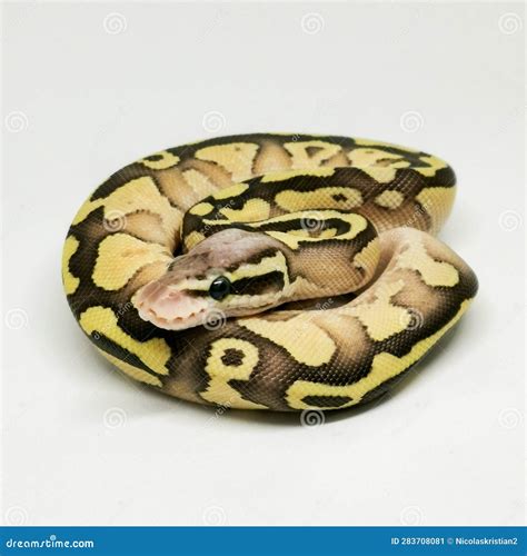 Image result for Royal Python Female