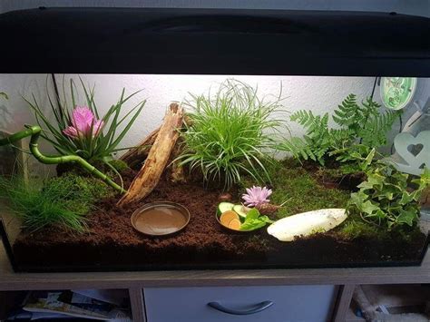 Pet Snail Tank 的图像结果