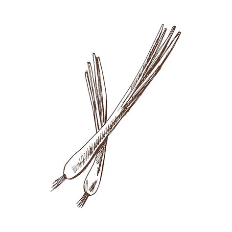 Nourriture biologique croquis vectoriel dessiné à la main de l'oignon ...