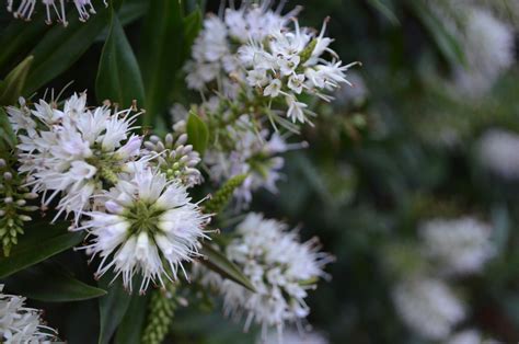 White Flowers On Shrubs Free Stock Photo - Public Domain Pictures