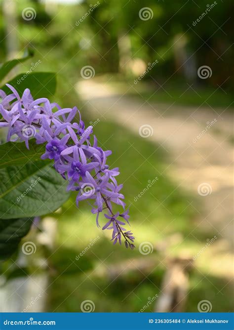 Dominican Republic Exotic Flower Glicinia Flower Macro on Liana in Wild ...