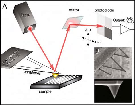 Image result for AFM Explained Microscope