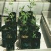Grow 2 plants in normal conditions and 2 in a glass house - Brainly.in