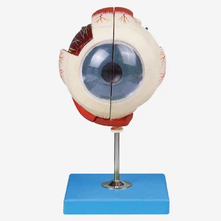 Eye Models - Giant Eye Model ( BEP-316 ) Distributor / Channel Partner ...