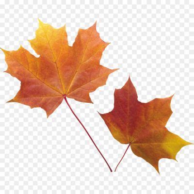 Vector Autumn Leaf PNG Free Download - Pngsource