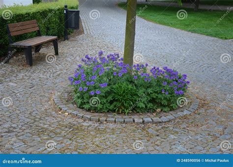 Blue Recumbent Perennials Grow at the Edges of the Pavement from Marble ...