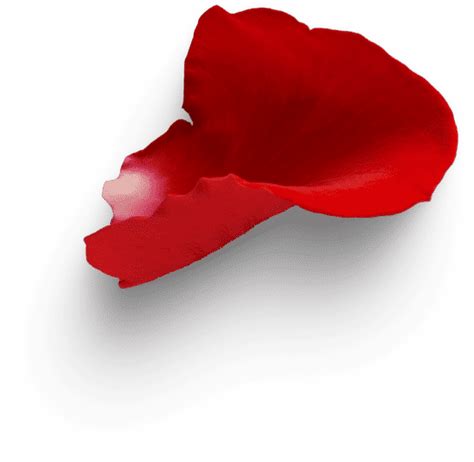 गुलाब फ़ोटो और इमेज | Canva