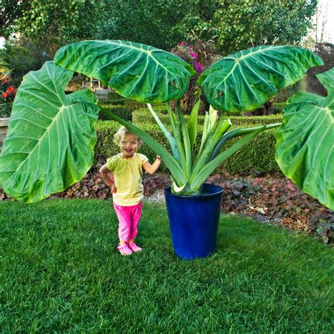 Colocasia gigantea Thailand Giant - Elephant Ear - New Blooms Nursery