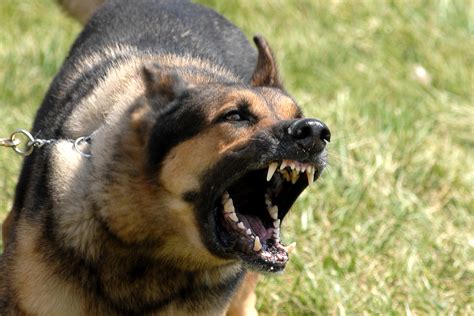 Why Your Senior Dog is Barking More - DGP For Pets