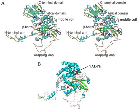 Antioxidants | Special Issue : The Role of Peroxidases and Catalases in ...