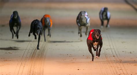 Greyhound Racing Tips, Predictions & News - William Hill